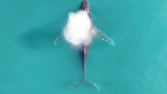 Паспортный контроль: как на Камчатке изучают морских млекопитающих и что будет, если вас случайно проглотил кит