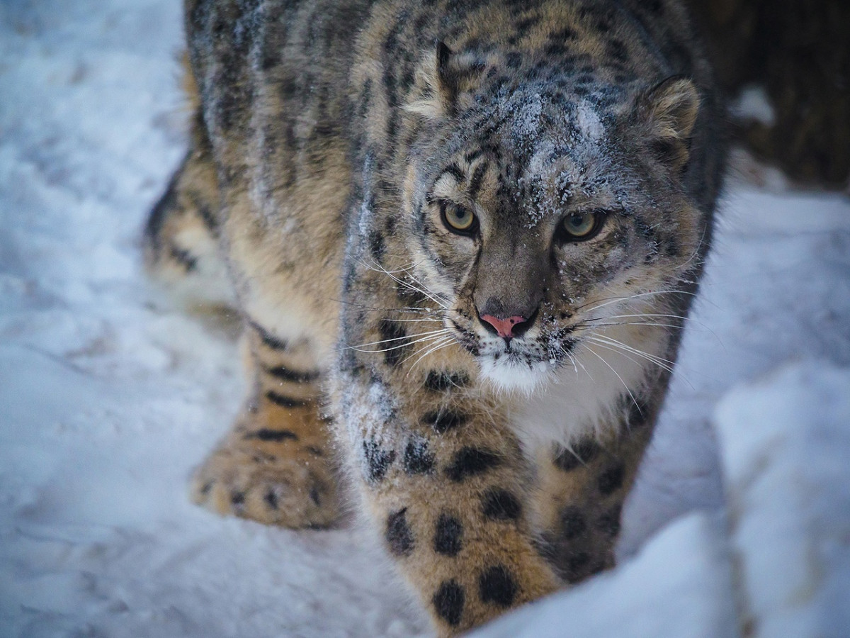 Фото: Пермский зоопарк
