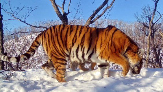Тигр с семью лапами появился на "Земле леопарда"