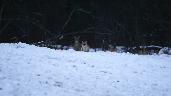 Дружба лисицы и косули попала на видео