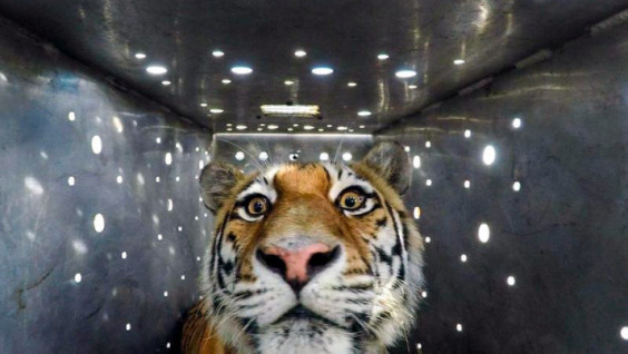 Tigress Amba Returned to Russia from China for the New Year
