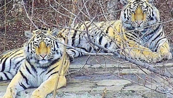 Амурская тигрица открыла охоту на фотоловушки