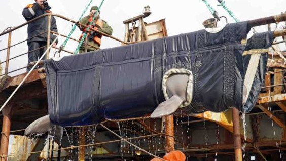 Из приморской "китовой тюрьмы" выпущены последние белухи