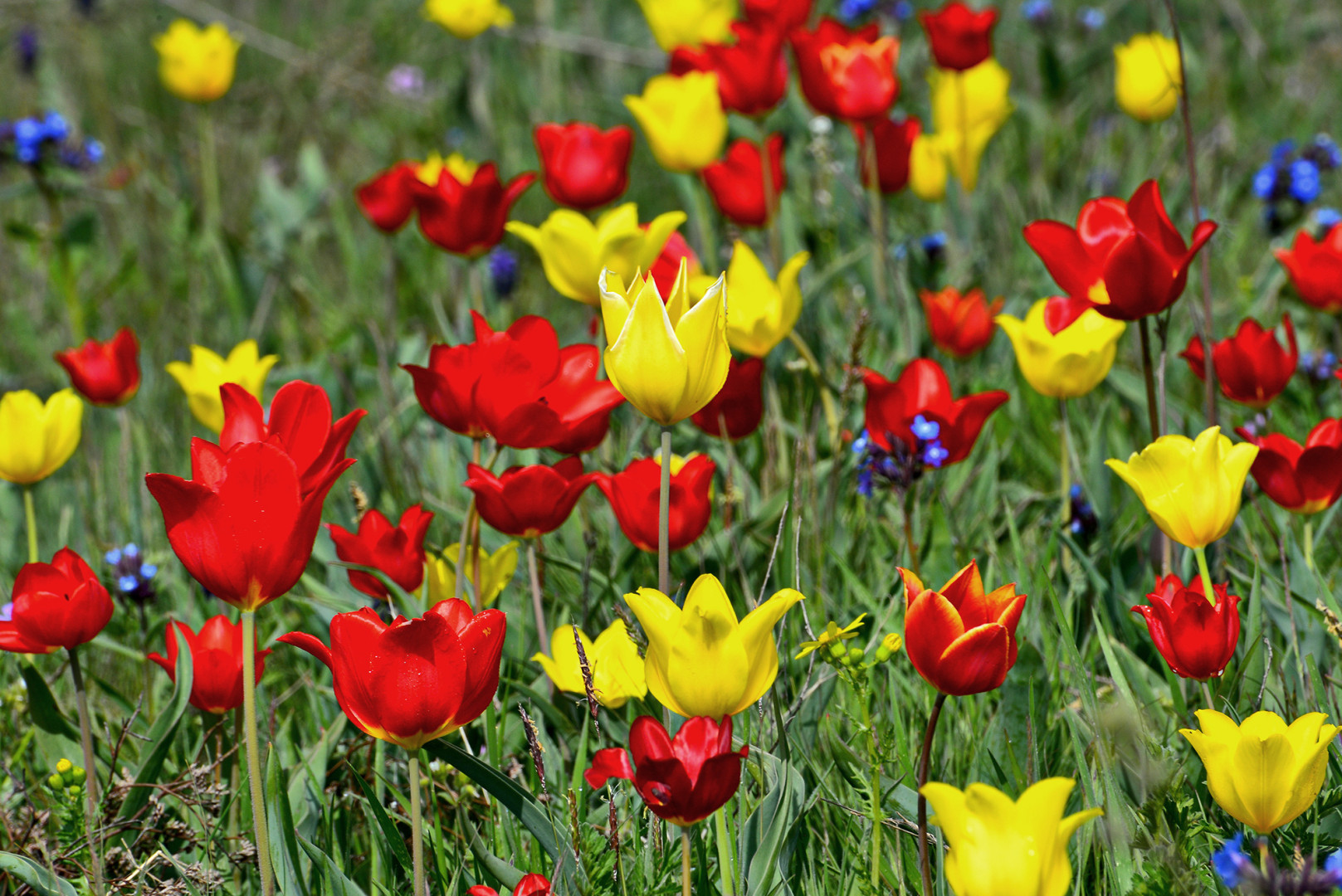 В Крыму цветут тюльпаны Шренка