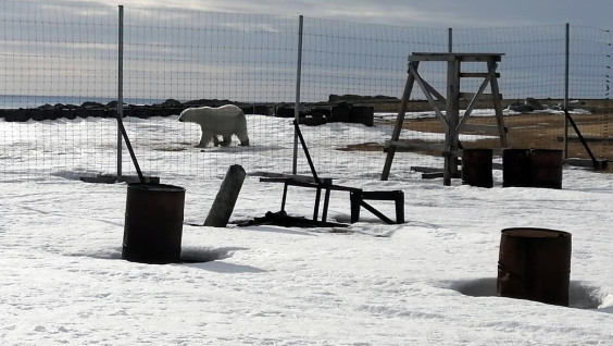 "Умка или Снежинка" — на метеостанции острова Вайгач прошёл конкурс имён белых медведей
