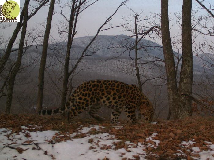 Леопард Симба