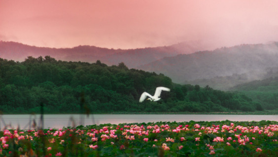 The Planet's Biomass Treasury: the World Celebrates Wetlands Day