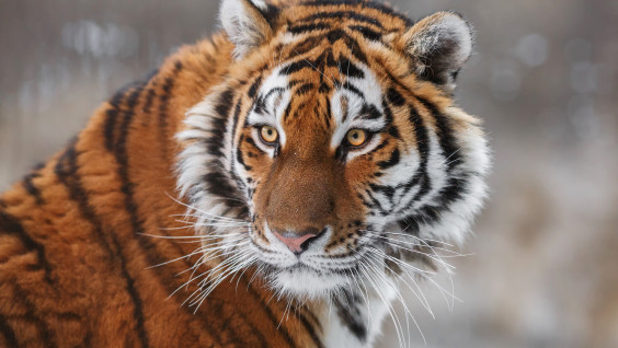 Тигр леопарду товарищ: получены новые данные о численности хищников на юго-западе Приморья