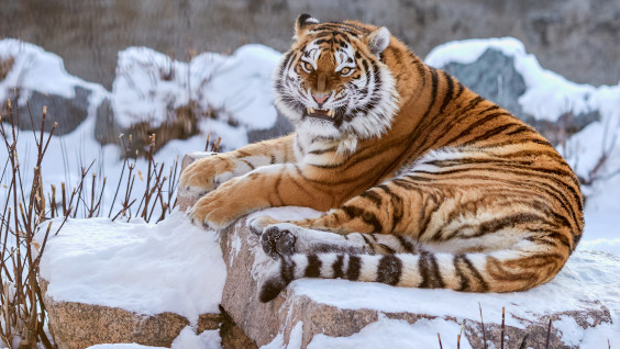 Амурскую тигрицу выпустили в дикую природу в Приморском крае