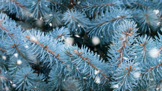 Why Blue Spruce Has This Color