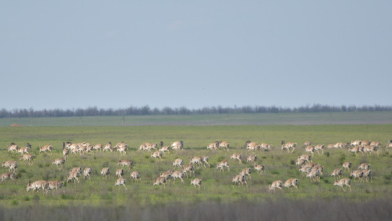 RGS Expedition Records Mass Migration of Saigas to Russia from Kazakhstan