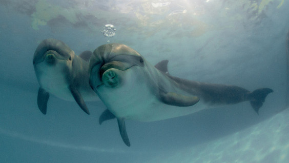 In the incredible world of dolphins