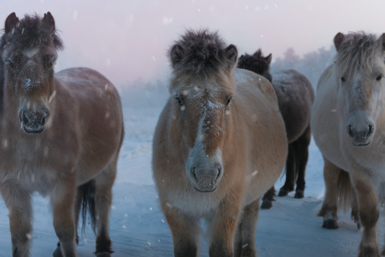 Лошадиная география, или Поздравления от символа года в преддверии праздников