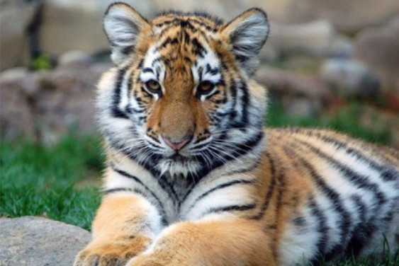 3D Amur tiger will host the children’s show