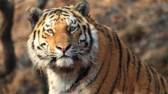 Primorye Will Celebrate International Tiger Day