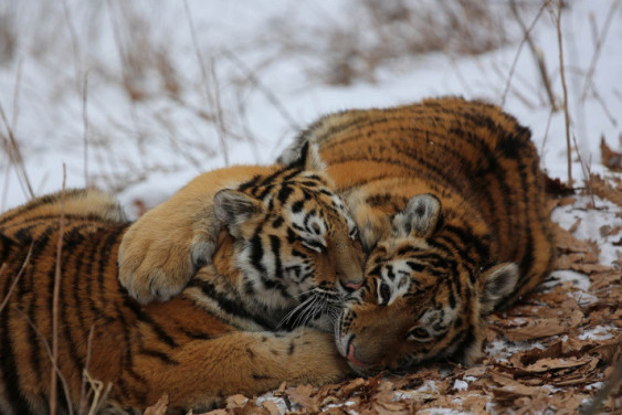 Rare animal species census on the Far East
