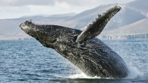 A Whale Day