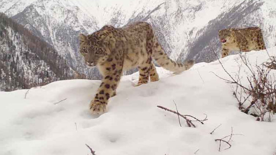 Новый очаг обитания снежного барса обнаружили на Алтае