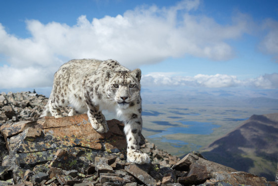 «Тут целая Санта-Барбара»: перспективный снежный барс желает познакомиться