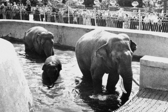 The chronicle of animals’ escapes from the Moscow Zoo