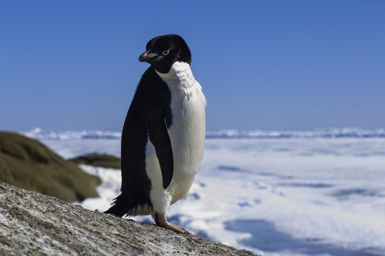 Пингвин - символ Антарктиды. Фото: Дмитрий Резвов, участник фотоконкурса РГО 