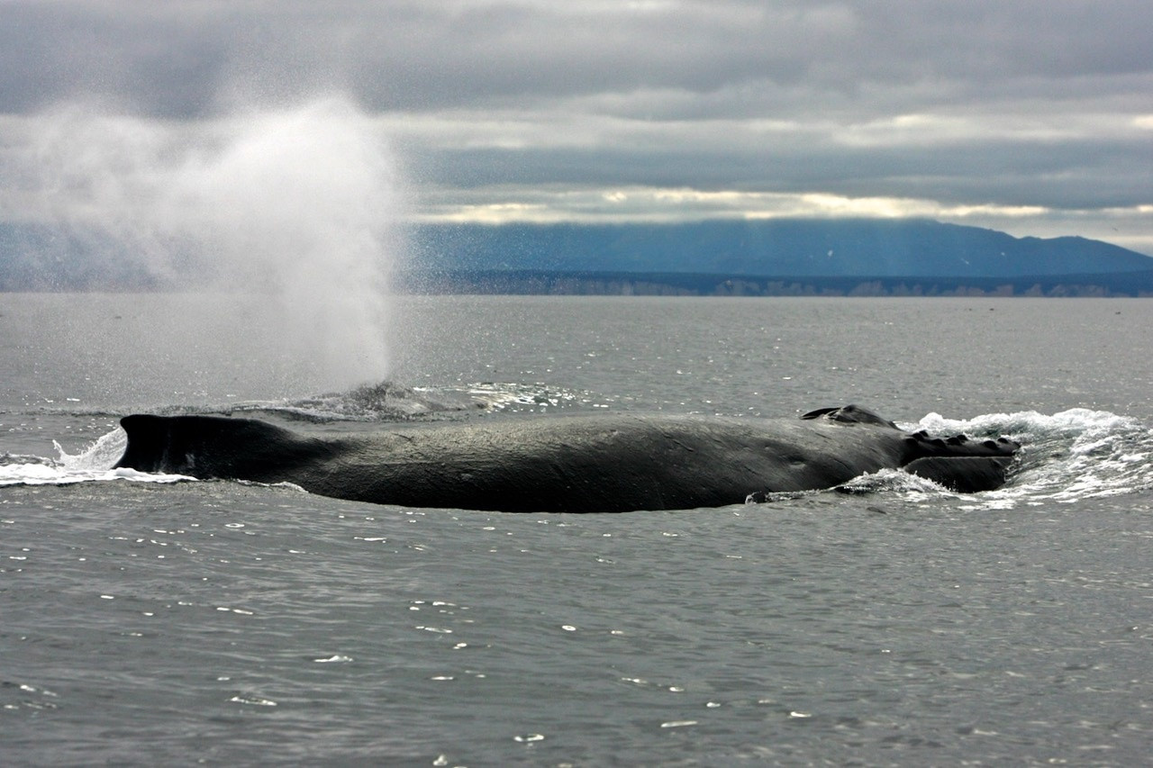 Дальневосточные киты