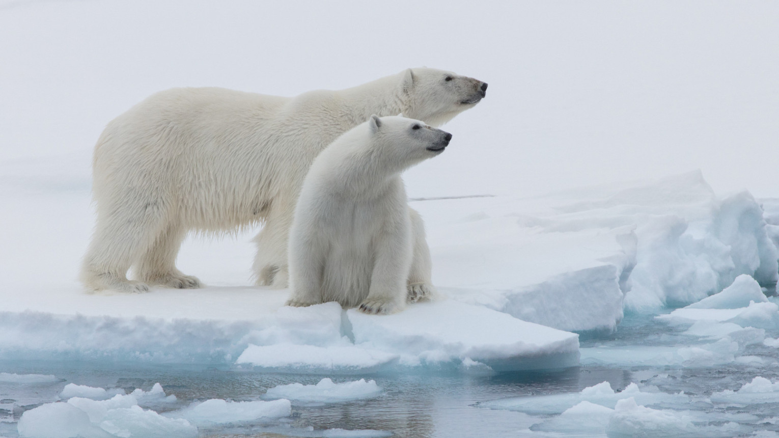 Белый медведь служит ярким индикатором здоровья Арктики. Фото: Николай Гернет
