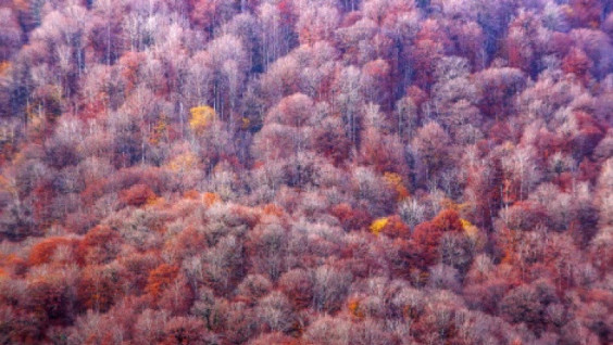 Most Beautiful Country in Kaliningrad Region