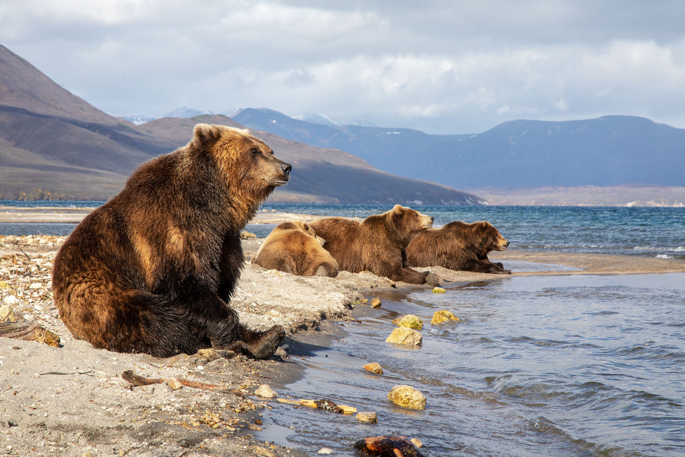 Медвежье лежбище. Фото: Константин Шатенев
