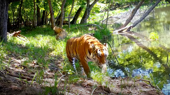 Тигрица и тигрята отдыхают у озера. Уникальное видео