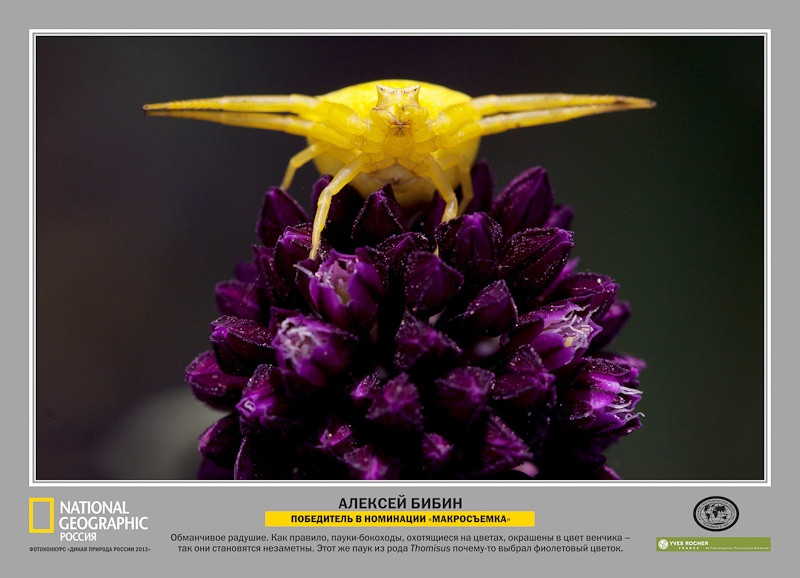 Лауреаты фотоконкурса «Дикая природа России – 2013»