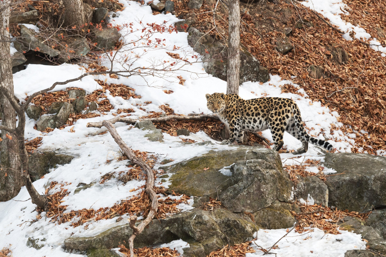 Дальневосточный леопард. Фото: Светлана Горбатых, участник конкурса РГО 