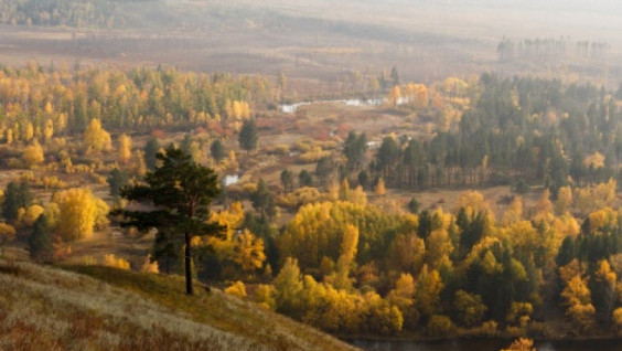International Day of Forests