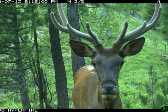 Scientists will count deer and ibexes