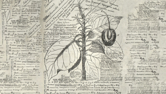 Посадить дерево: как знаменитый Иван Мичурин выводил новые сорта