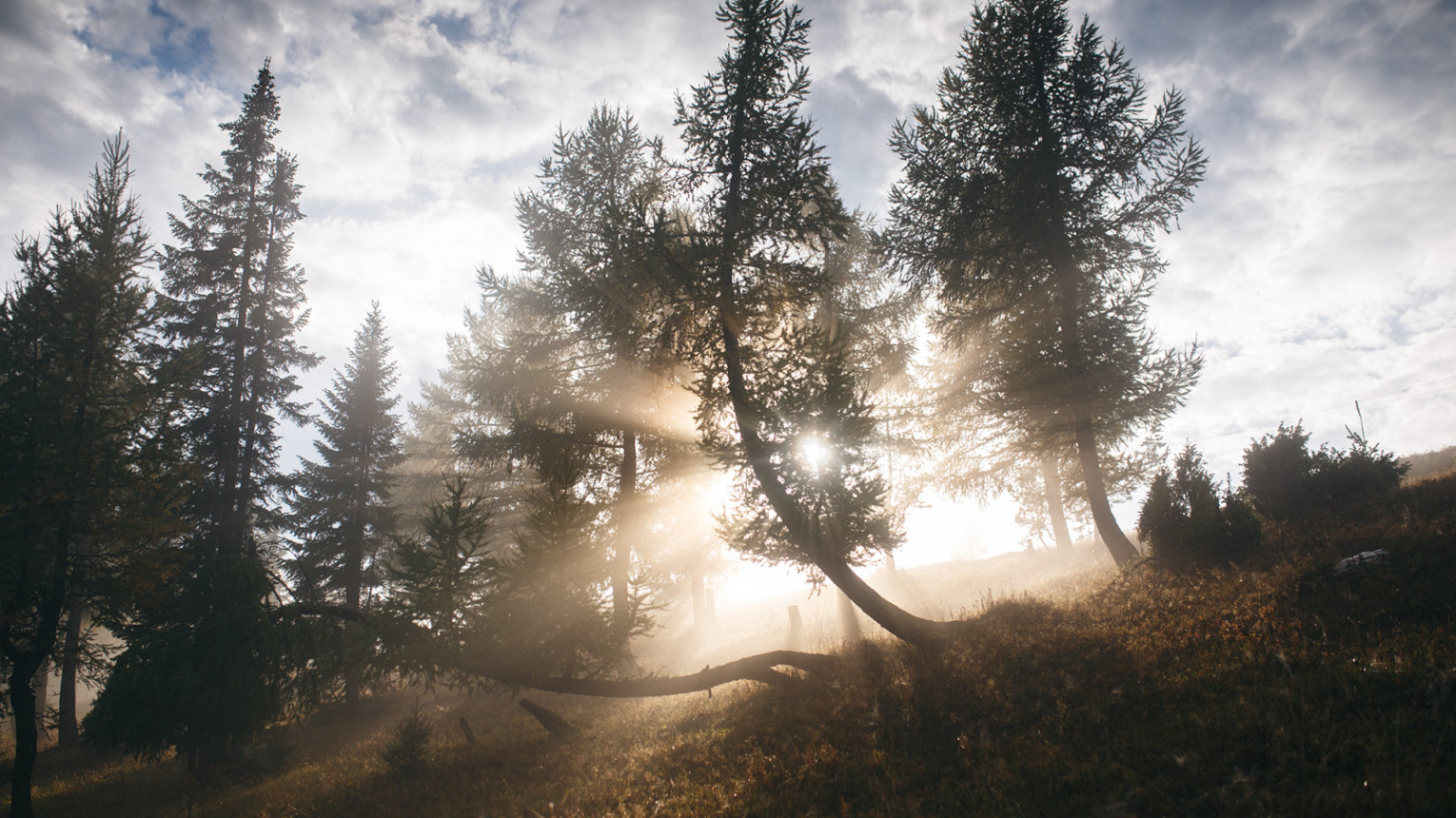 Дневной туман в лесу. Фото: Евгений Толкачев, участник конкурса РГО 