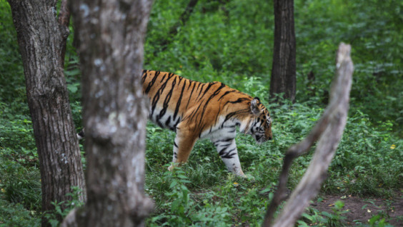 Hoping for a Meeting: Amur Oblast May Become Proper Part of Tiger's habitat