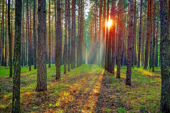 Проект «Заповедное дело РГО» приглашает добровольцев в национальный парк «Бузулукский бор»