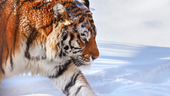Новые фотоловушки для учёта тигров установят в Сихотэ-Алинском заповеднике
