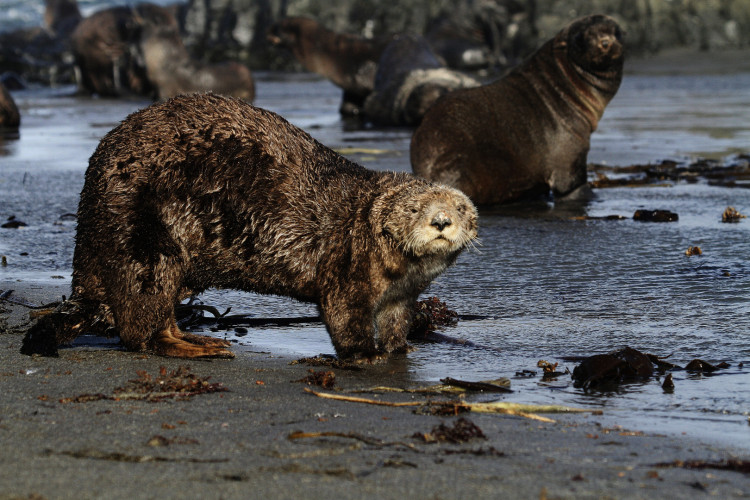 Не нервируйте морских выдр, или Право на частную жизнь