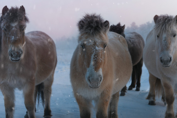 Лошадиная география, или Поздравления от символа года в преддверии праздников