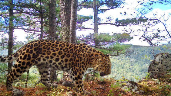 Кошка Грация из "Земли леопарда" установила мировой рекорд