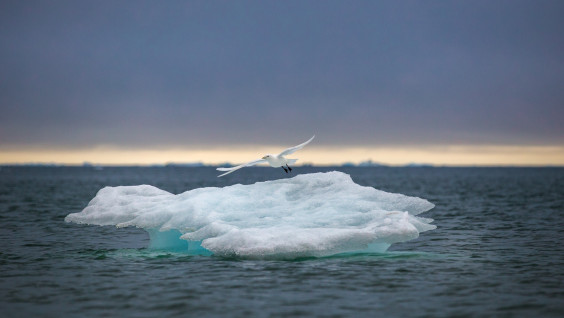 Индикатор здоровья Арктики: учёные рассказали о российской популяции белой чайки