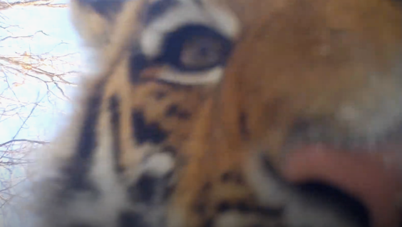 Любопытные тигрята в Приморье устроили краш-тест фотоловушке