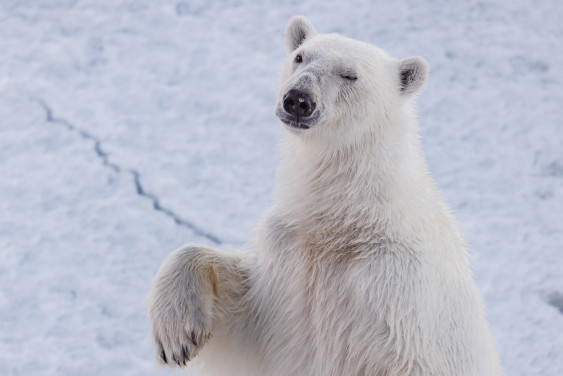 Настоящие полярники: тайная жизнь белых медведей