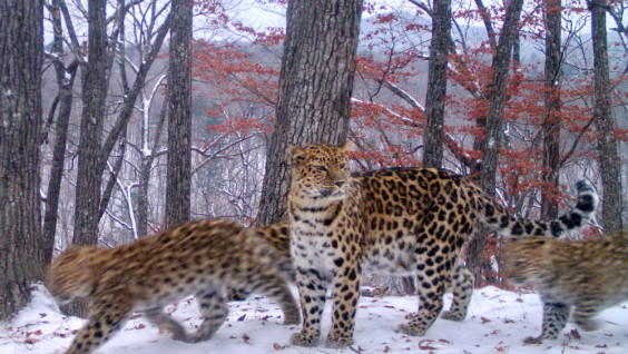 Мамы-леопардессы на «Земле леопарда» выводят в свет все больше котят