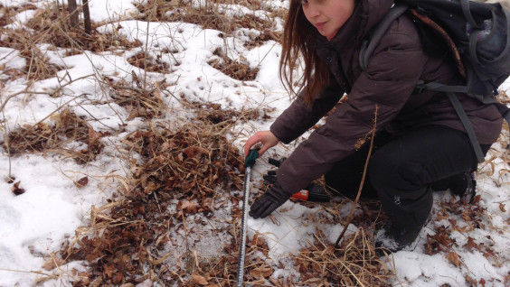 Учёные изучают повадки леопардов по следам на снегу