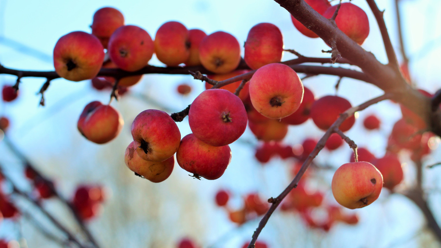 Спелые яблоки. Фото: Анна Оленева