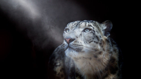 Пополнение в семье барсов