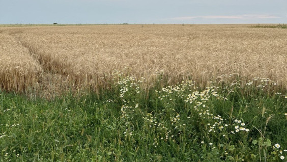 Экотропа РГО на Куликовом поле